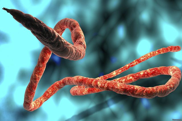 Mnyoo wa Ebola
