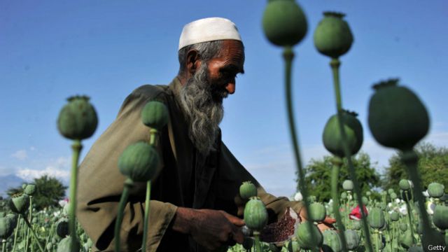 افغانستان کې د نشه يي توکو توليد ۴۸ سلنه کم شوی Bbc News پښتو