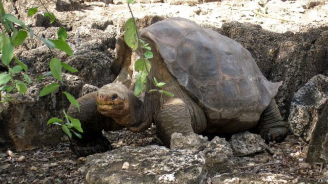 World Turtles é um construtor de colônias nas costas de uma tartaruga  gigante - tudoep