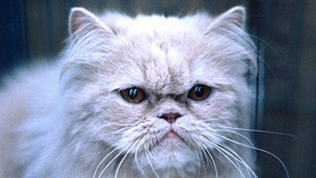 Viral 像病毒一样迅速蔓延 Bbc 英伦网