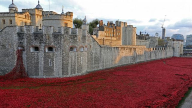 超過88萬朵陶瓷罌粟花將倫敦塔護城河變成一片紅色花海 