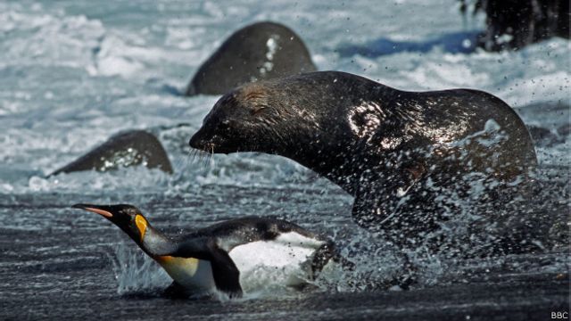 Introducir 42+ imagen pinguinos y lobos marinos