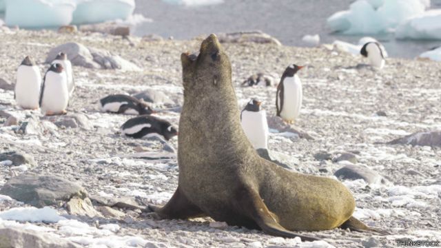Por qué hay lobos marinos que quieren copular con pingüinos? - BBC News  Mundo
