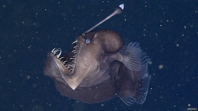 Graban por primera vez al temible pez 'diablo negro del mar' - BBC News  Mundo