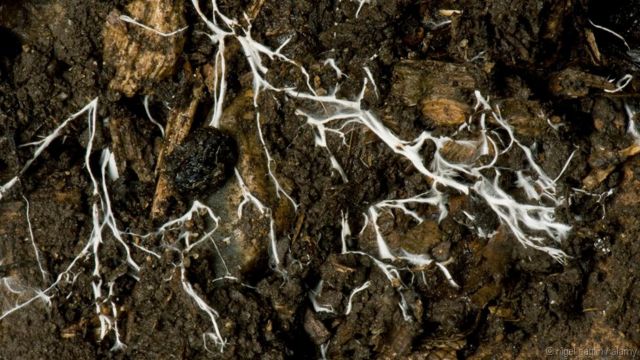 Filamentos de fungos chamados micélios formam uma rede conhecida como micorriza