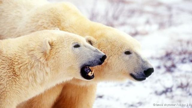 Um urso polar está em uma cena do filme urso polar.