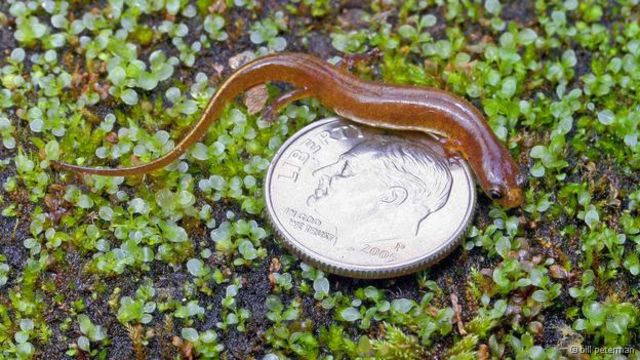 Nova espécie de Salamandra foi descoberta porque cientistas erraram caminho
