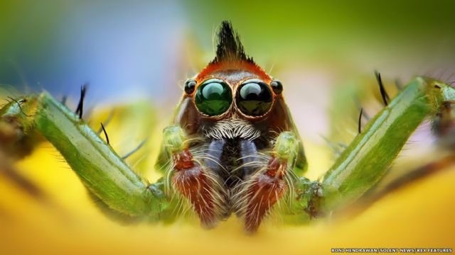 Los extraordinarios colores de las arañas vistos con máximo detalle