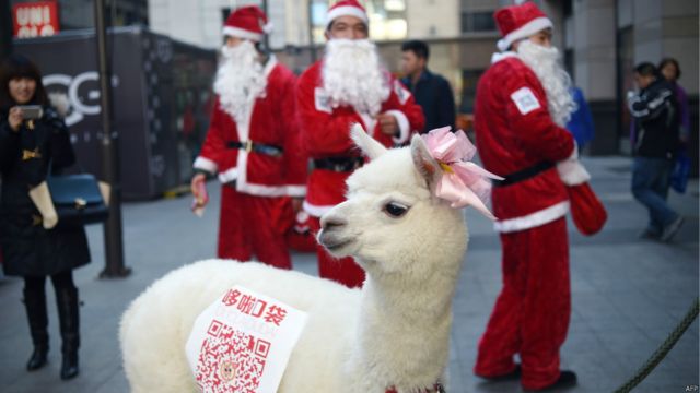 一隻羊駝在中國北京走上街頭，吸引人們來購物