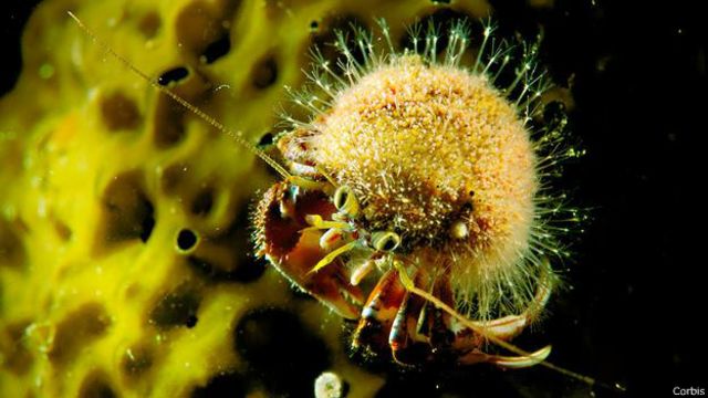 A hydractinia está sendo estudada na Irlanda, em busca de pistas sobre a regeneração de órgãos