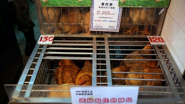 在從大陸進口香港的家禽中發現致命的H7N9禽流感病毒後，香港當局將於周三撲殺15,000隻雞。