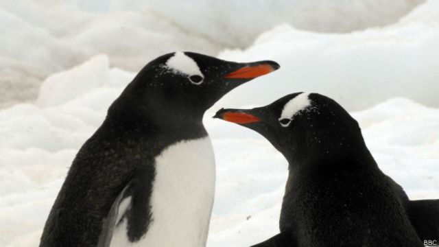 Реферат: Антарктический пингвин