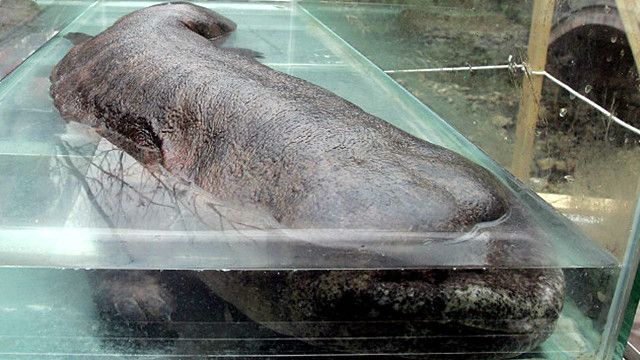 Pejabat Cina diperiksa karena makan salamander BBC News Indonesia