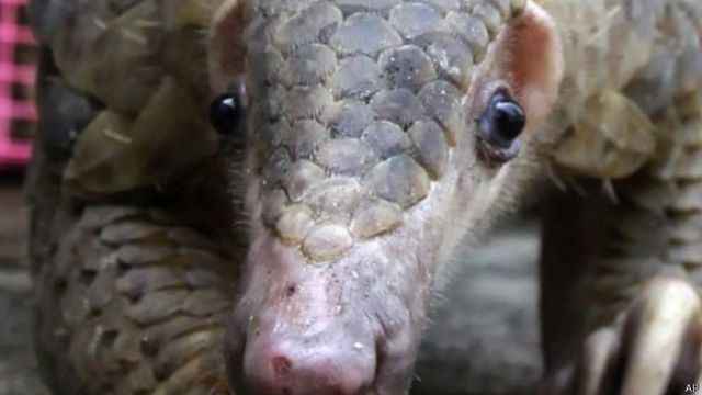 Conheça o mamífero mais traficado do mundo - BBC News Brasil