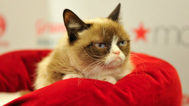 Kenapa kucing suka bersembunyi dalam kardus? - BBC News Indonesia