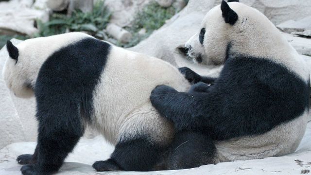 Pandas copulando