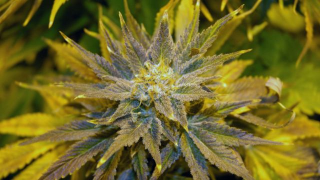 Сильный наркотик на конопле как лучше выращивать марихуану