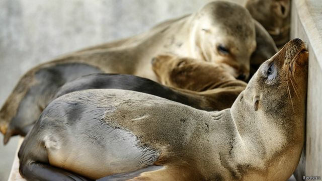California registra cifra récord de cachorros de león marino rescatados -  BBC News Mundo