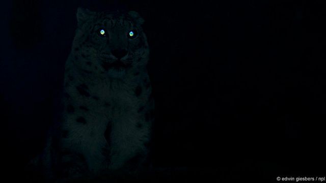 Темнота проверить. У кошки светятся глаза в темноте. Видят ли кошки в темноте. Skyrim ночное зрение. Белая кошка светится в темноте.