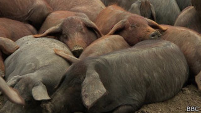 Cuanto Cuesta Un Cerdo Vivo En España