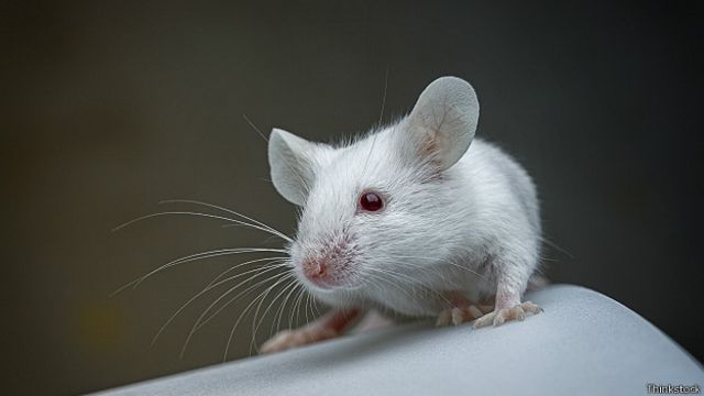 Мышь-альбинос