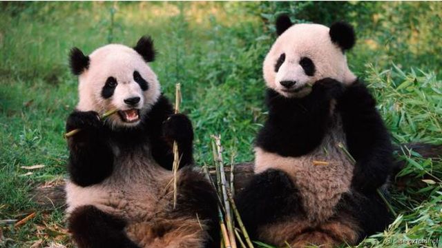 Coleção Animais Fofinhos - O Panda - Atacado de Livros