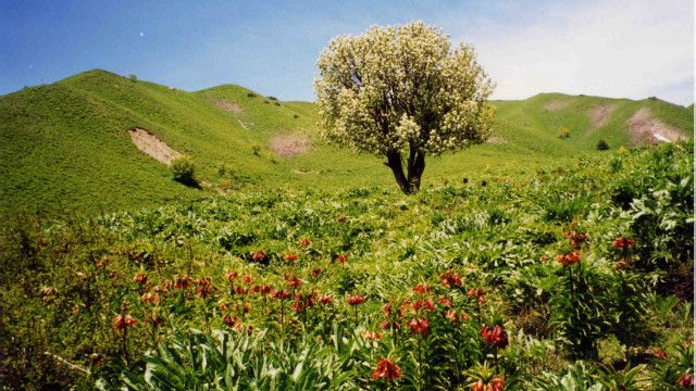 د ګودر غاړه پسرلی راغی ونې ګل شوې Bbc News پښتو