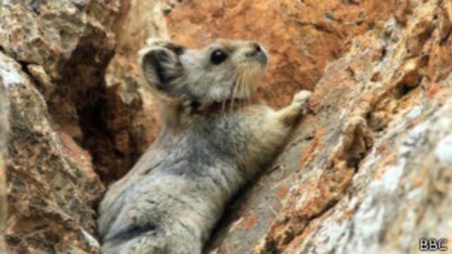 El tierno roedor chino que esta a punto de extinguirse y es sensación en  internet - BBC News Mundo