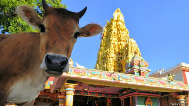 गाय
