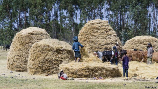 A colheita do teff na Etiópia: grão comumente consumido no país virou moda em países ocidentais