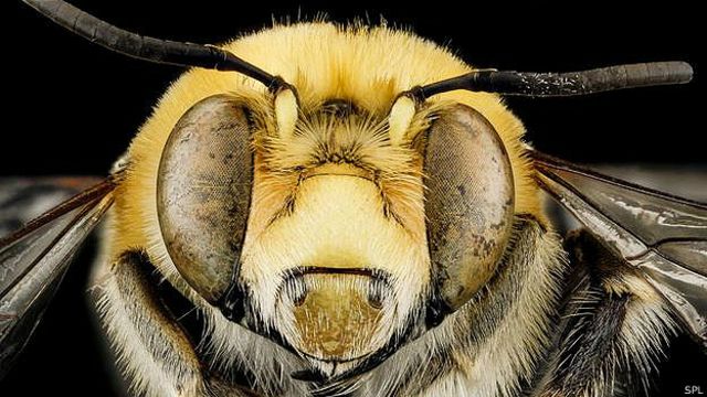Пчела крупным планом
