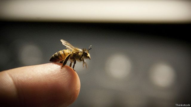 Стало известно, почему пчела погибает после укуса