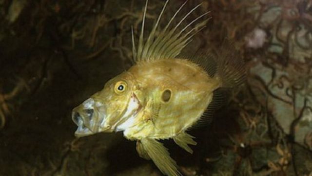海水變暖將改變英國人飲食習慣? - BBC News 中文