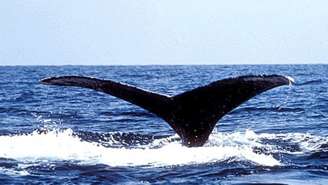 Whale Makes Record Journey 灰鲸创哺乳动物迁徙距离最长纪录 Bbc 英伦网