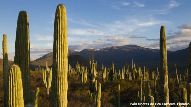 10 imágenes que muestran la rica y magnífica biodiversidad mexicana - BBC  News Mundo