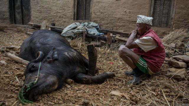 加德滿都Phalame村一名老翁看著在地震中受傷的懷疑水牛一臉無奈（2/5/2015）