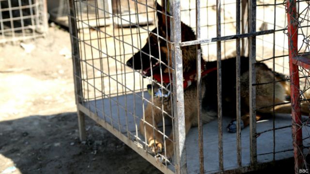 گربه ای در عشرت عشق به حیوان های خانگی در افغانستان Bbc News فارسی