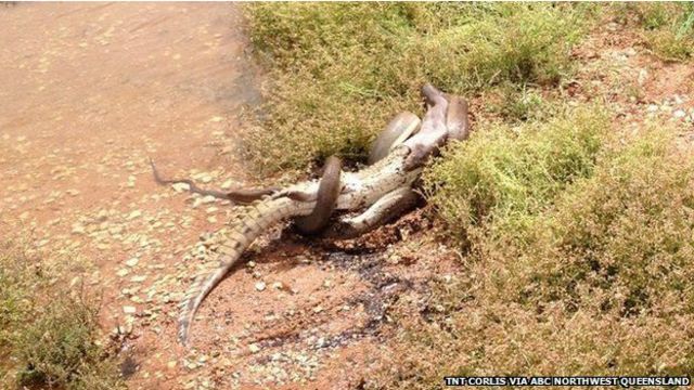 Qué pasa dentro de una pitón cuando se come un caimán - BBC News Mundo