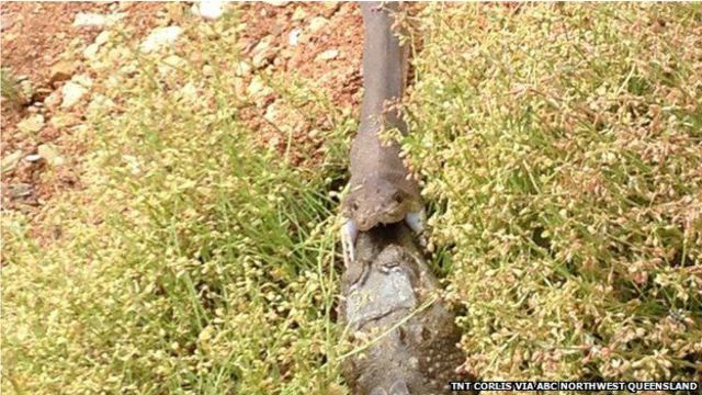 Qué pasa dentro de una pitón cuando se come un caimán - BBC News Mundo
