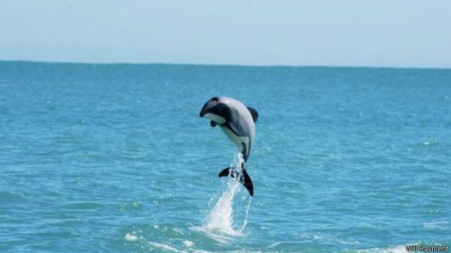 дельфин мауи