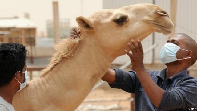 صغار الإبل قد تكون مصدرا لفيروس كورونا Bbc News عربي