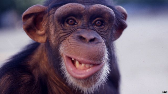 Gambar monyet senyum