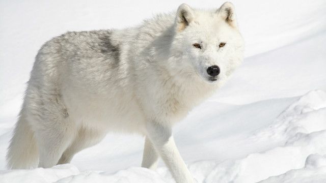 TOP 30 Hình ảnh chó sói 3D đẹp ngầu và chất nhất quả đất