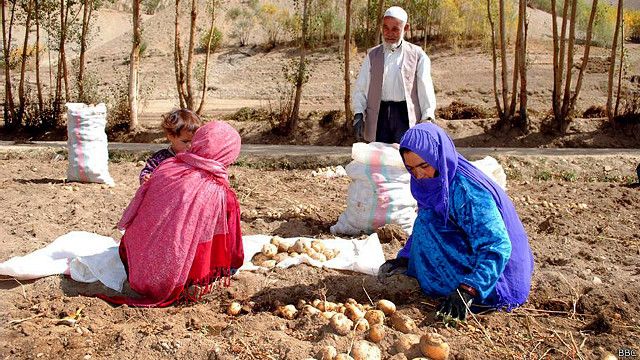 مهم ترین محصول کشاورزی بامیان چرا به بازار نمی رسد Bbc News فارسی
