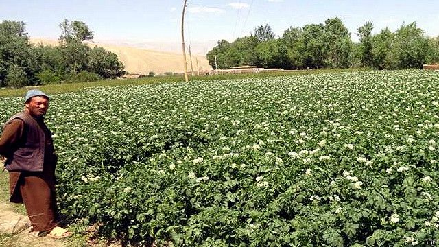 مهم ترین محصول کشاورزی بامیان چرا به بازار نمی رسد Bbc News فارسی