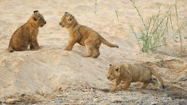 Quién mató al león más amado de Zimbabue? - BBC News Mundo