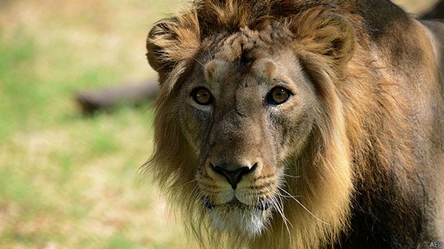 Son los españoles los principales cazadores de leones de Europa? - BBC News  Mundo