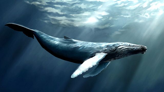 Whale Song Plan For Old Military Base 改建之后的 鲸鱼之歌 旅游景点