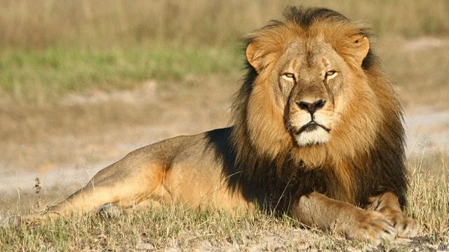 Cecil el león y los cuestionados beneficios de la caza de especies  amenazadas - BBC News Mundo