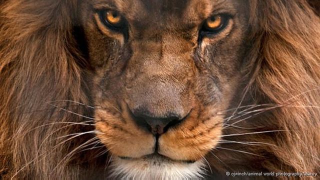 Top 79+ imagen imagenes impresionantes de leones